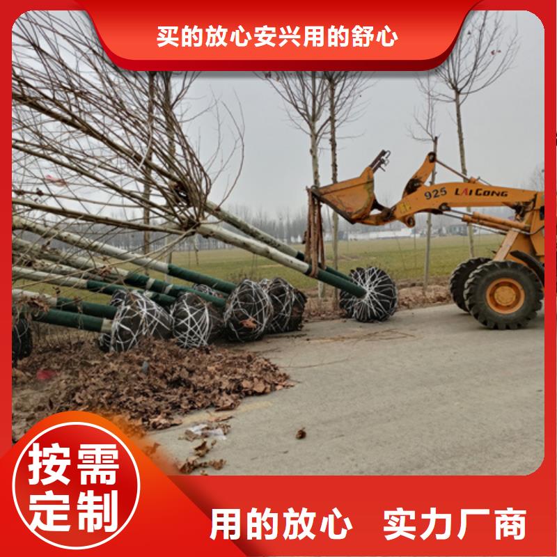 法桐北京栾多年厂家可靠