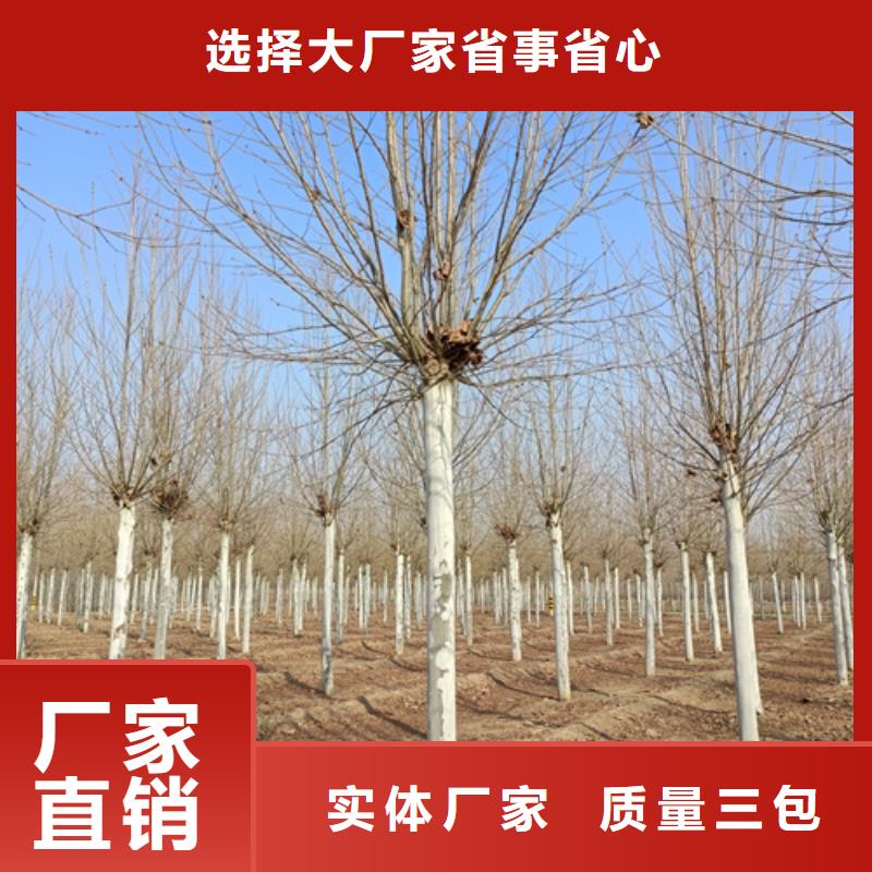 造型法桐质量放心苗木基地