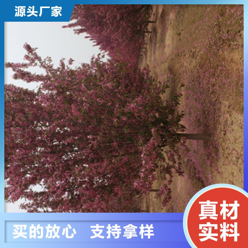 法桐价格量大从优苗木基地