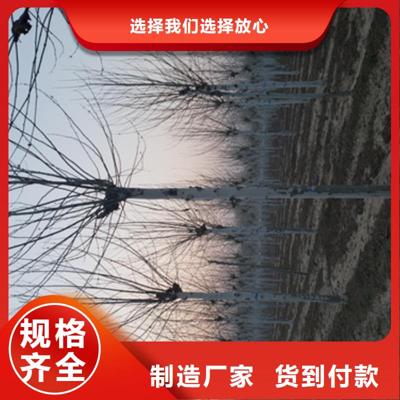 專業銷售速生法桐質量有保證