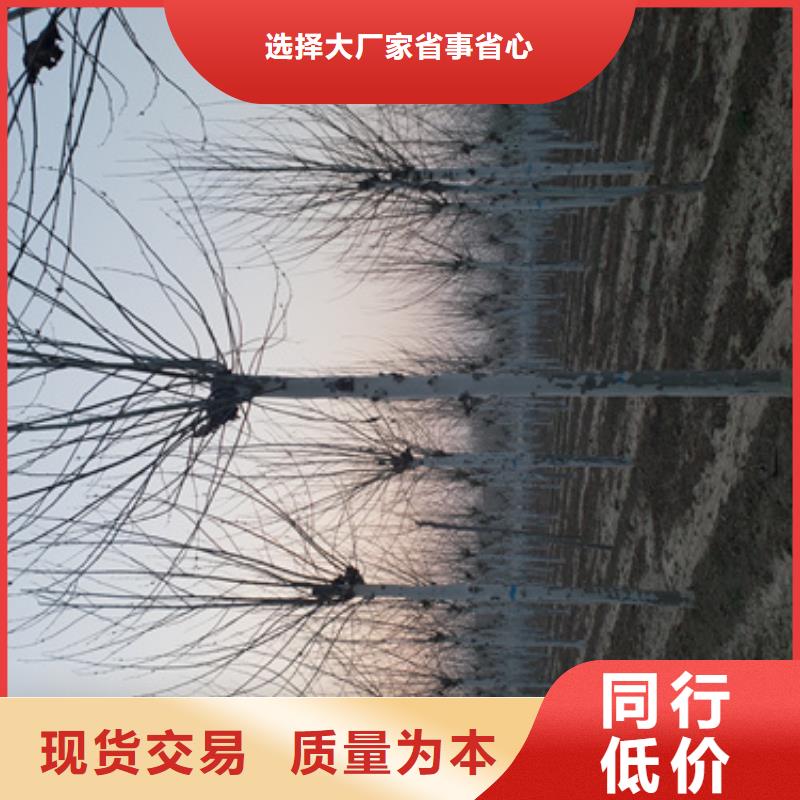 法桐-西府海棠厂家十分靠谱