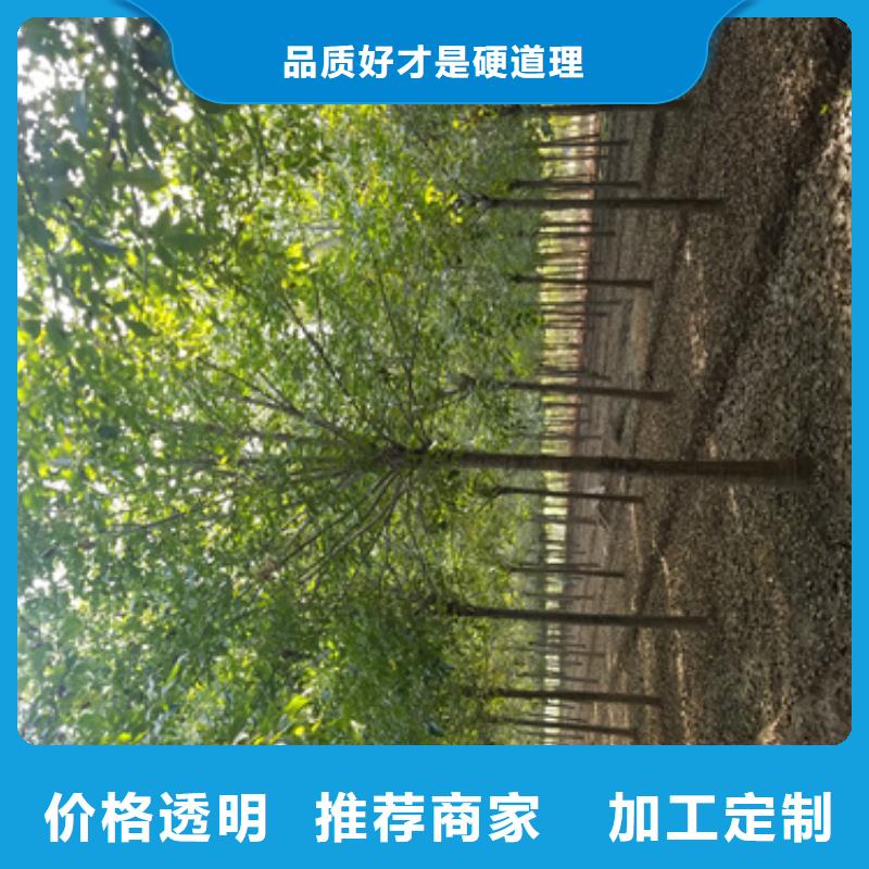 速生法桐质量放心苗木基地