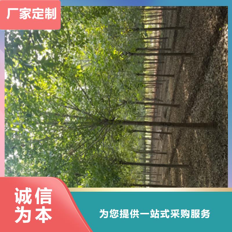 【法桐】,美国红枫供应采购