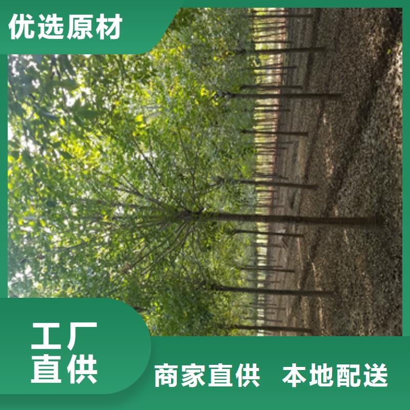 法桐-秋紫白蜡热销产品