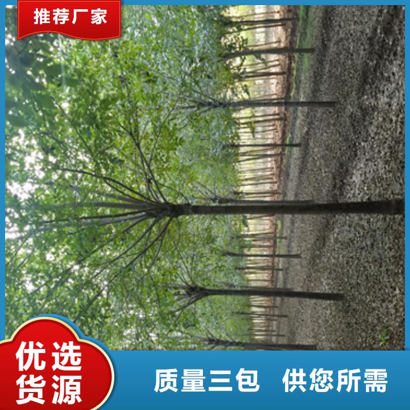 法桐小苗价格低交货快