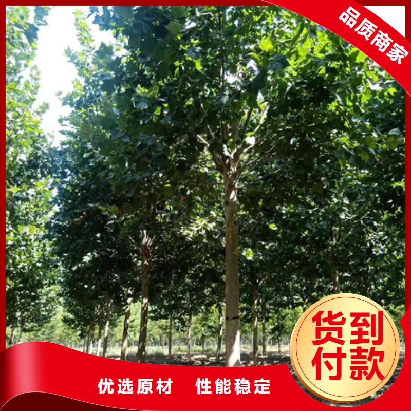 法桐【】售后无忧-市场覆盖|龙川|紫金|惠州|汕头|梅州|肇庆|佛山|揭阳|珠海-企业旺旺