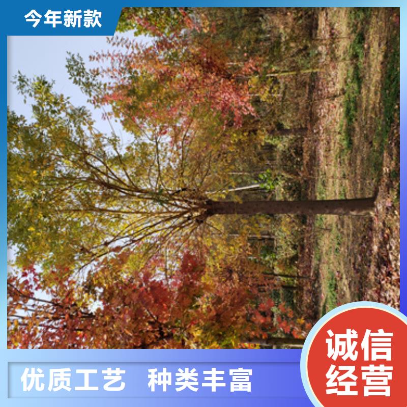 法桐质量放心绿化苗木