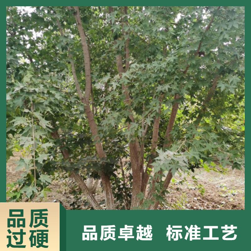 造型法桐种植基地绿化苗木