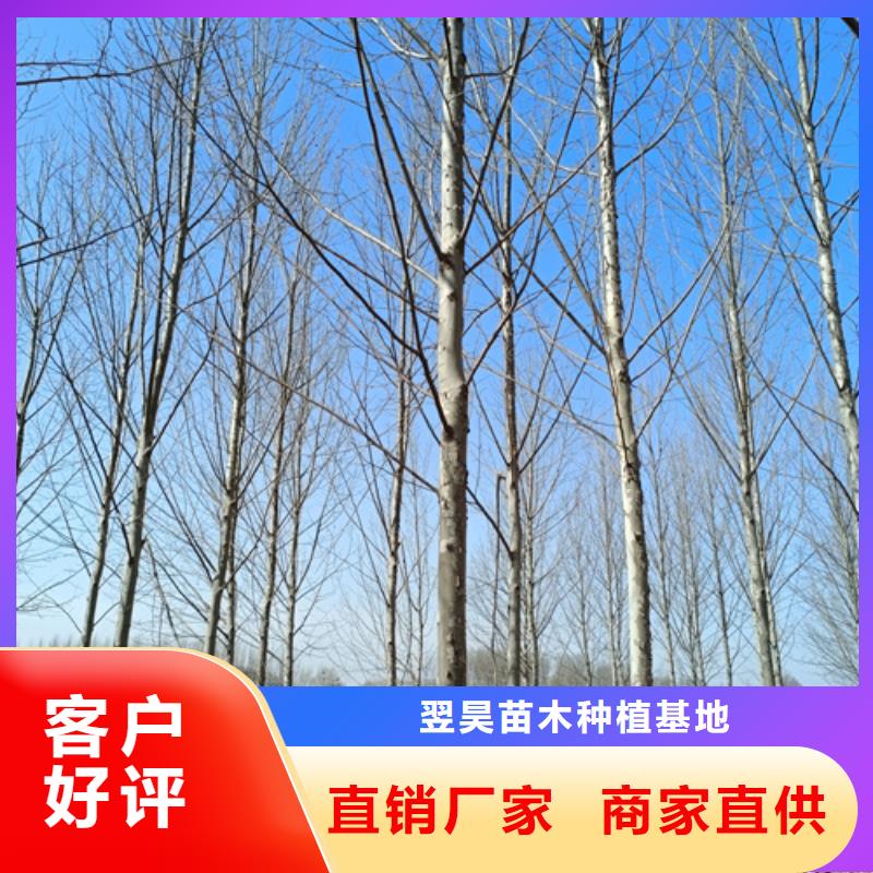 法桐,国槐符合行业标准
