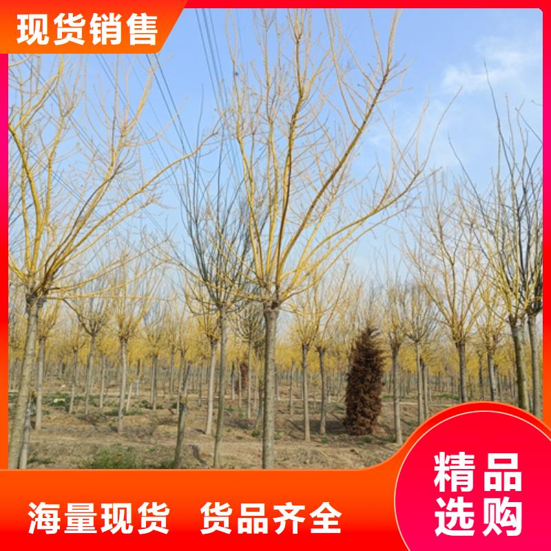 法桐白蜡品质保证实力见证