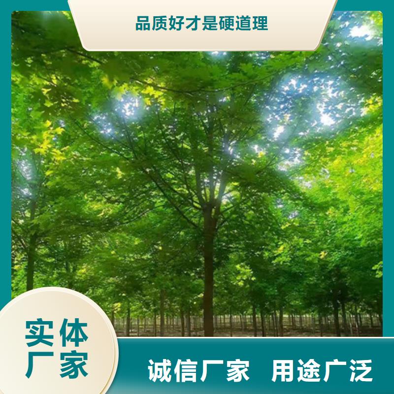 法桐,五角枫源头厂家经验丰富