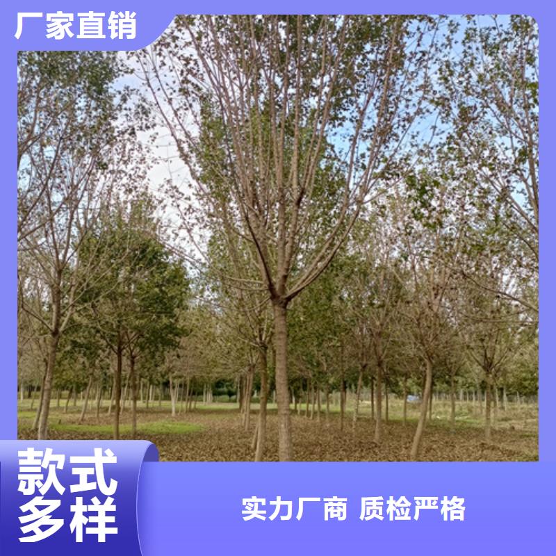 法桐原料層層篩選