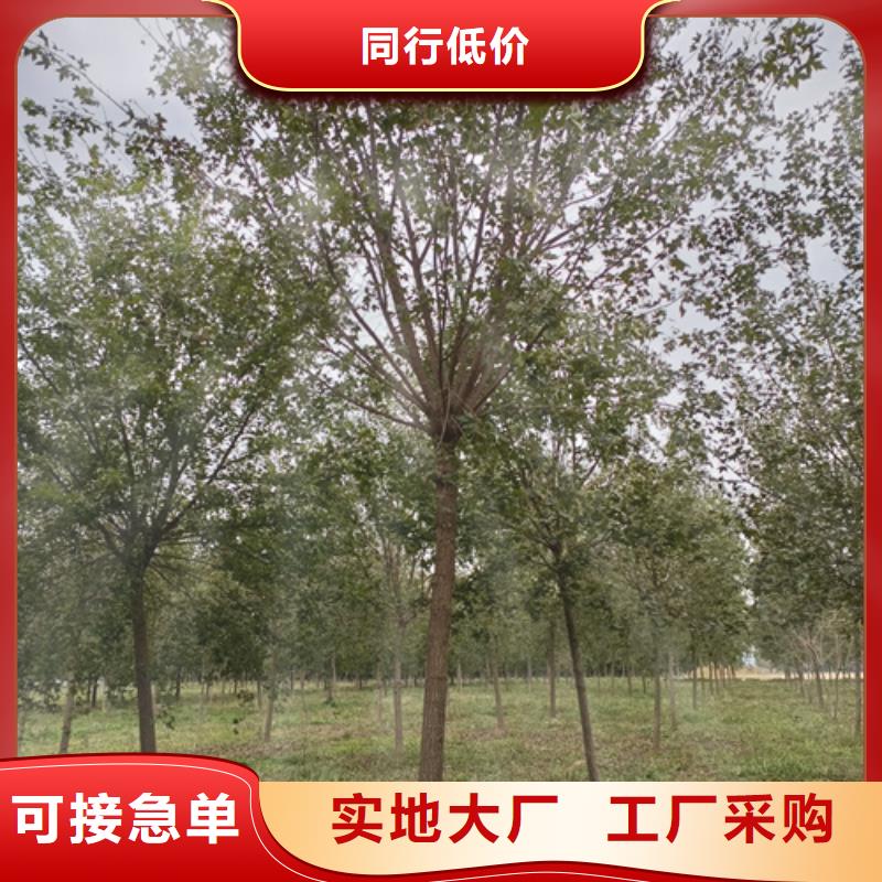 速生法桐厂家行业口碑好