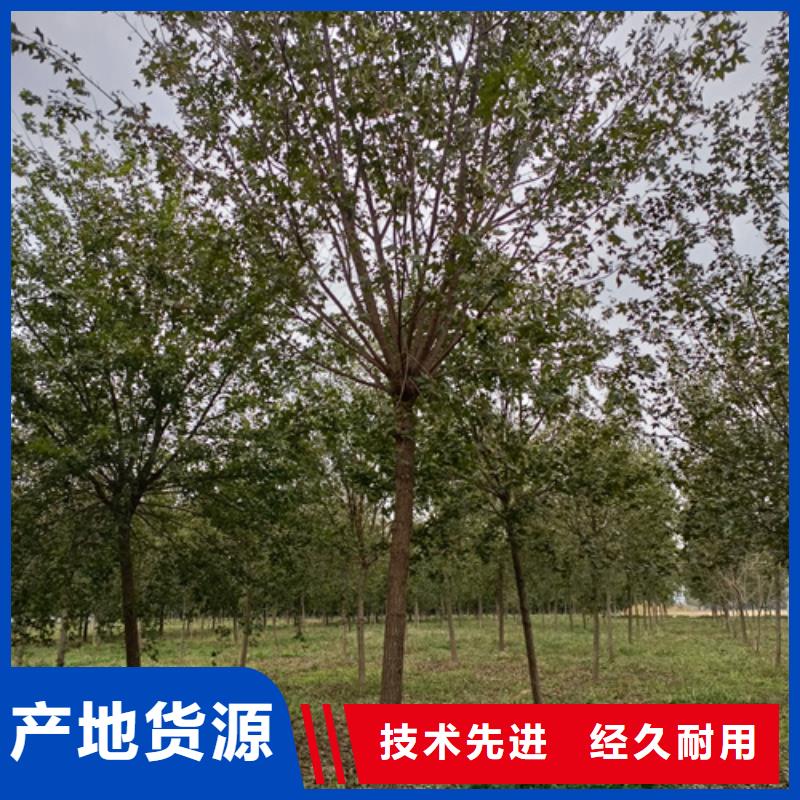 供应批发法桐行情-大型厂家