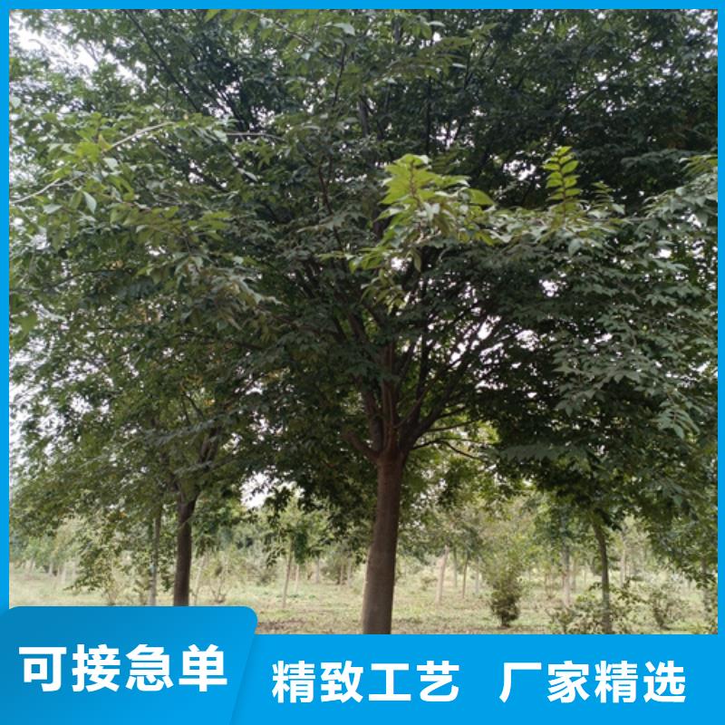 法桐秋紫白蜡精品优选