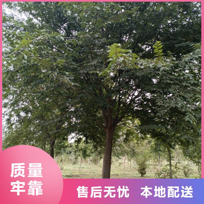 法桐小苗找翌昊苗木种植基地