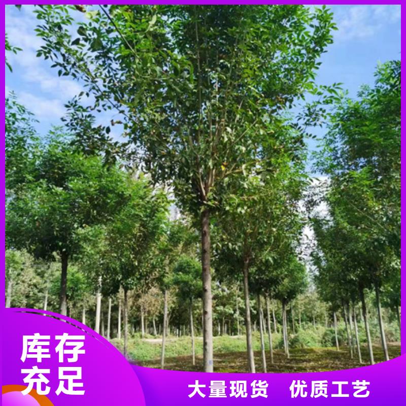 造型法桐现货齐全苗木基地