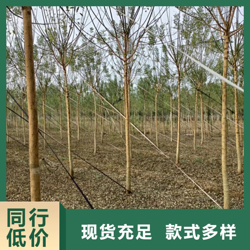 法桐小苗厂家服务热线
