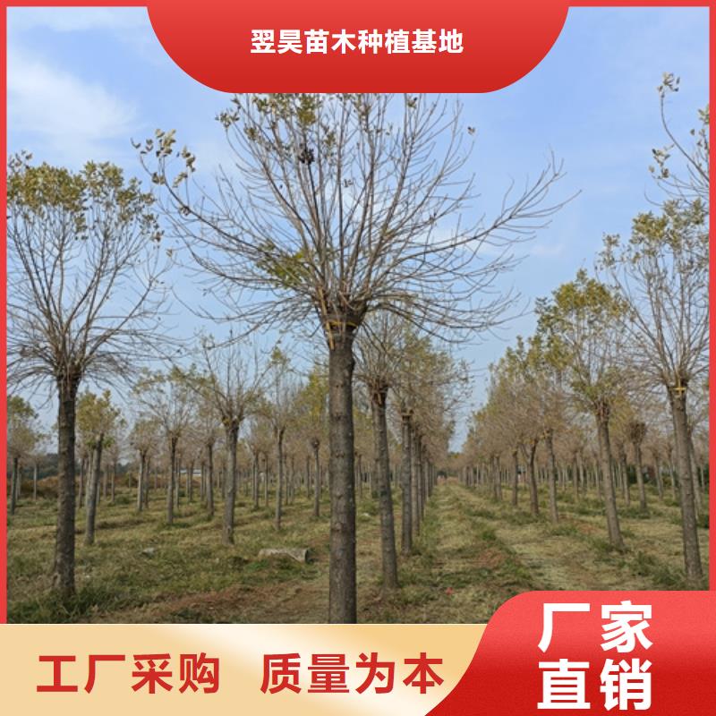 买法桐认准翌昊苗木种植基地