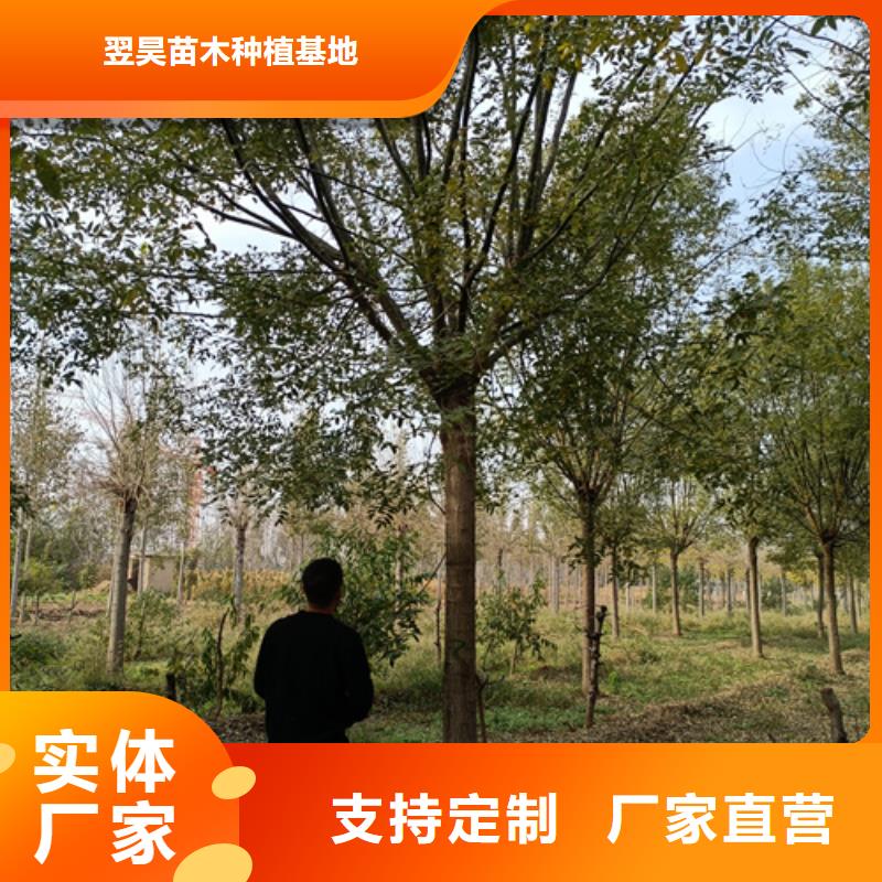 法桐-北京栾源头厂家经验丰富