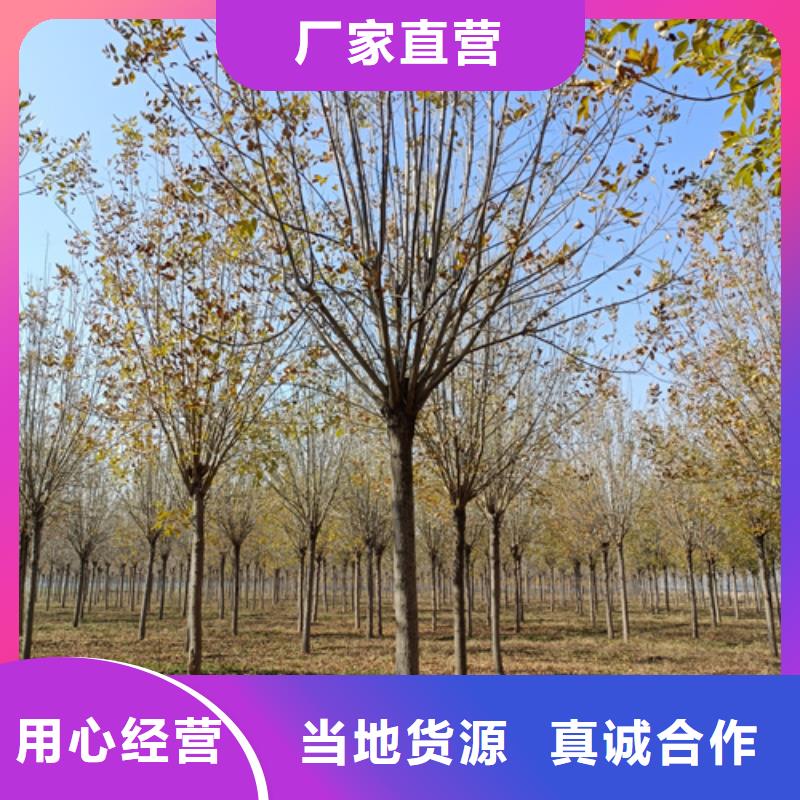 法桐原生冠法桐貨源穩(wěn)定