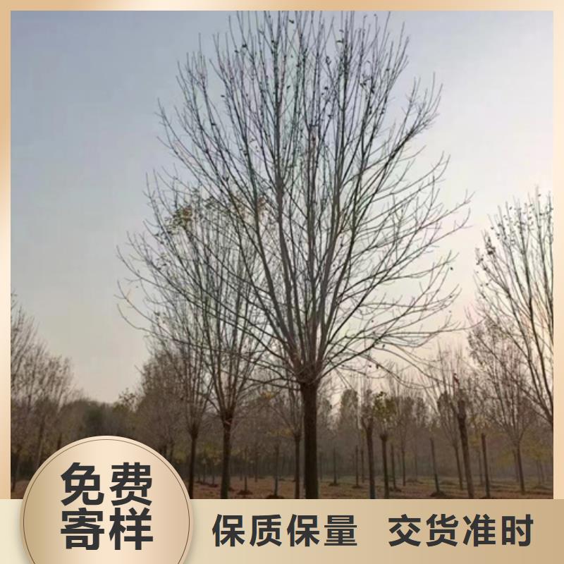 法桐小苗制造厂_翌昊苗木种植基地