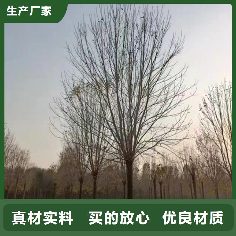 发货速度快的法桐小苗供货商