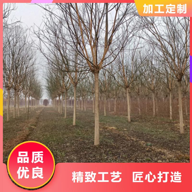 供应法桐小苗的基地