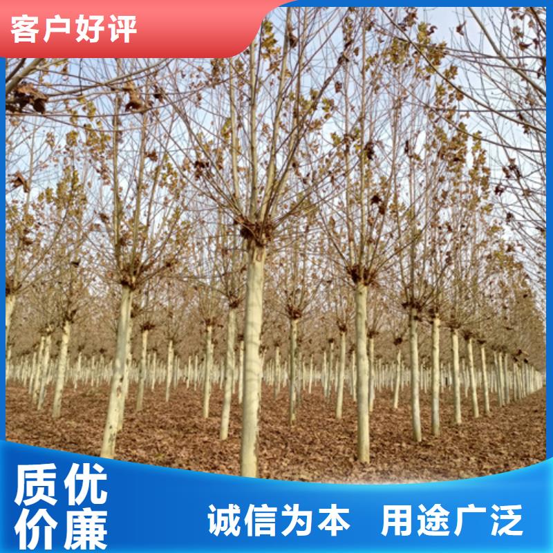 造型法桐厂家-可来厂考察