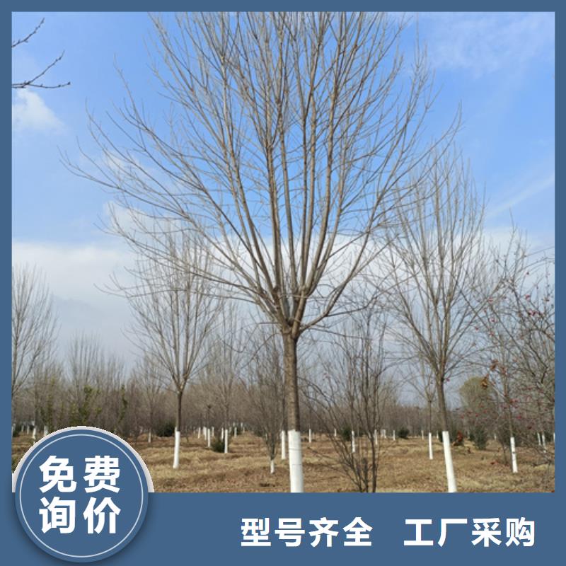 法桐价格价格合理苗木基地