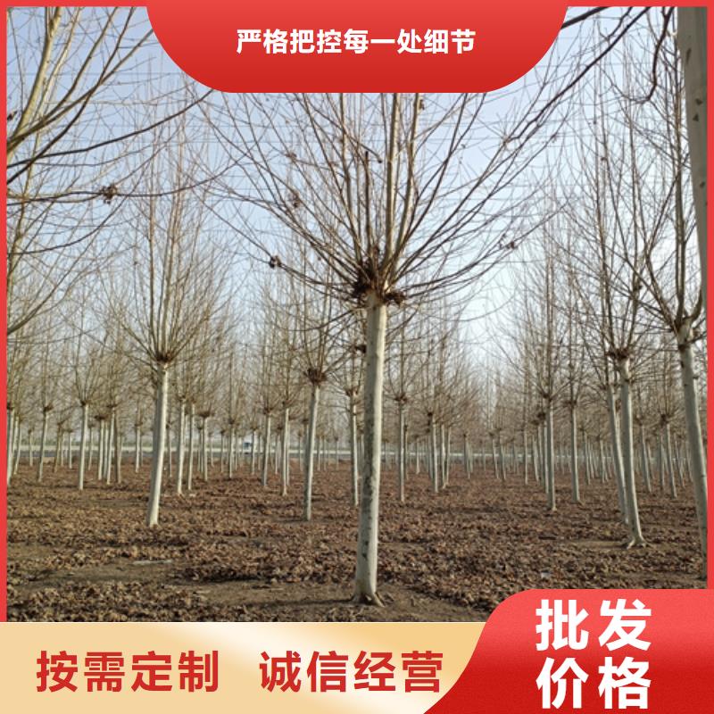 法桐,國槐質(zhì)量檢測