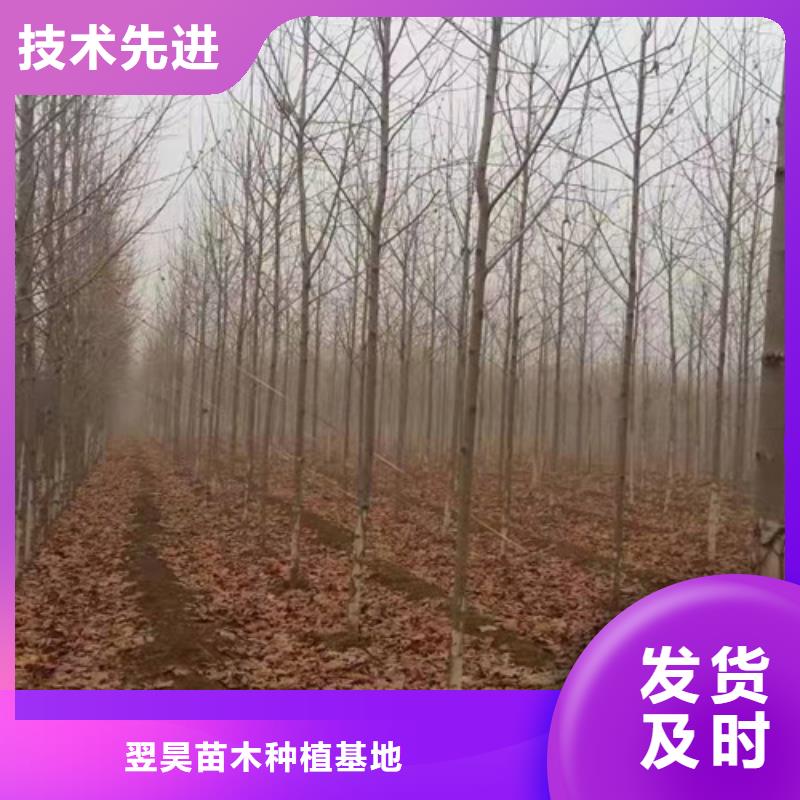 法桐行情企业-价格合理