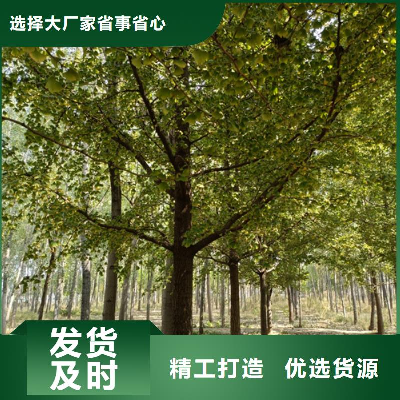 造型法桐便宜批发