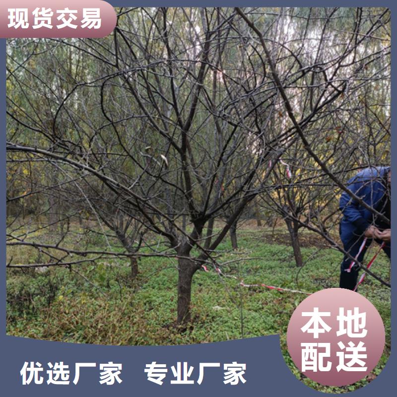 法桐行情生产厂家-批发