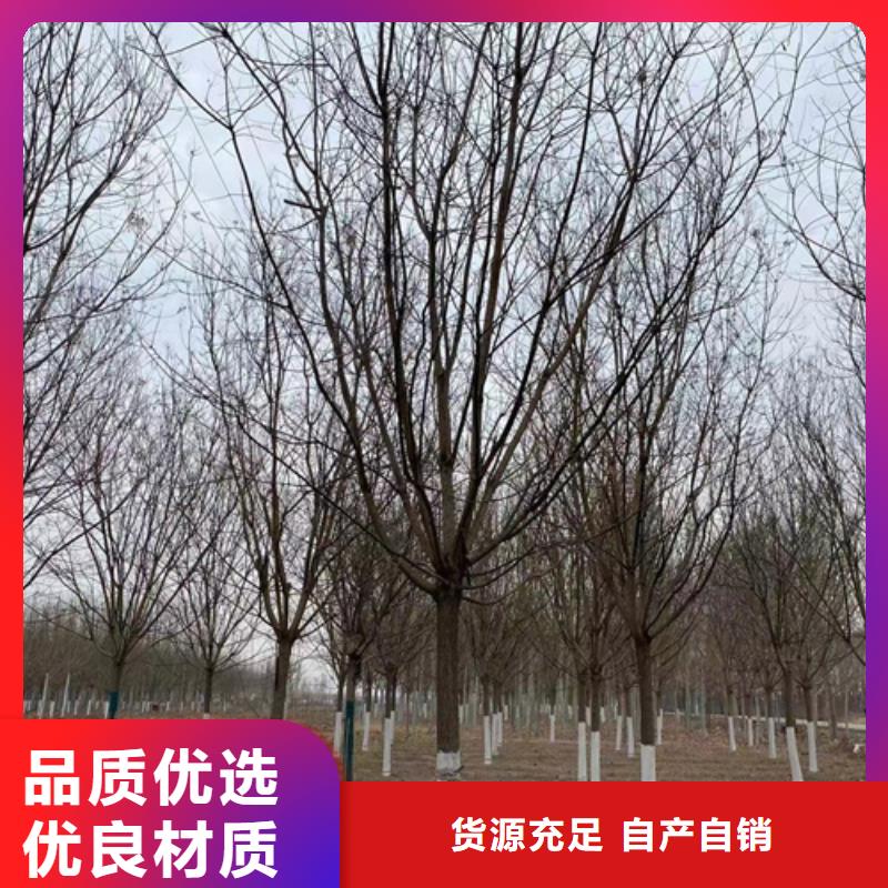 法桐现货齐全苗木基地