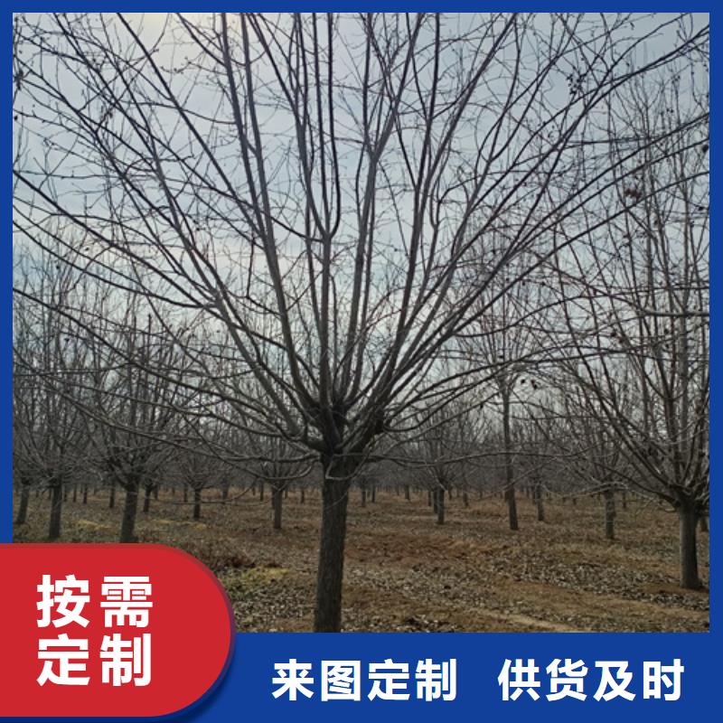 造型法桐讓利促銷