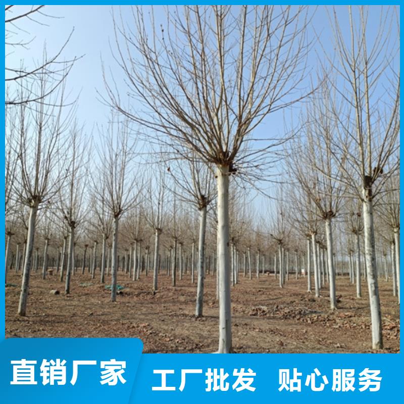 [温州]本地《翌昊》造型法桐放心选择绿化乔木