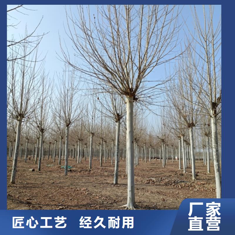 【温州】精品优选【翌昊】造型法桐质量放心绿化苗木