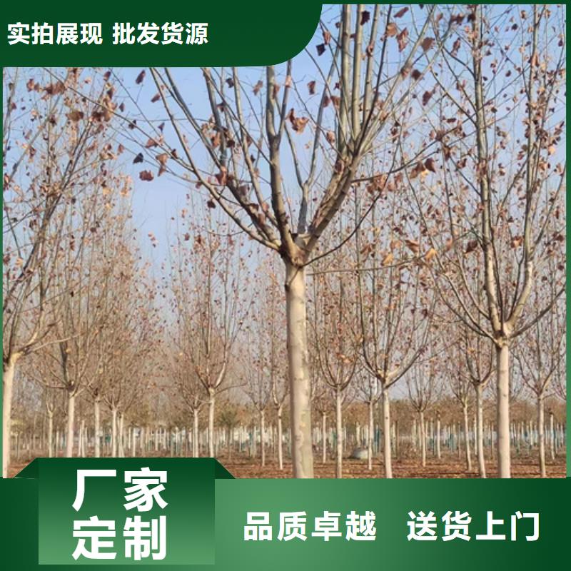 [温州]本地《翌昊》造型法桐放心选择绿化乔木