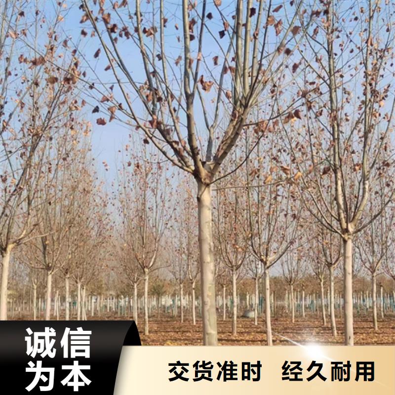 温州优选【翌昊】速生法桐质量放心绿化乔木