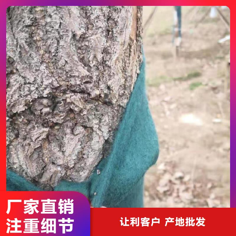 裹树布_玻纤土工格栅实时报价
