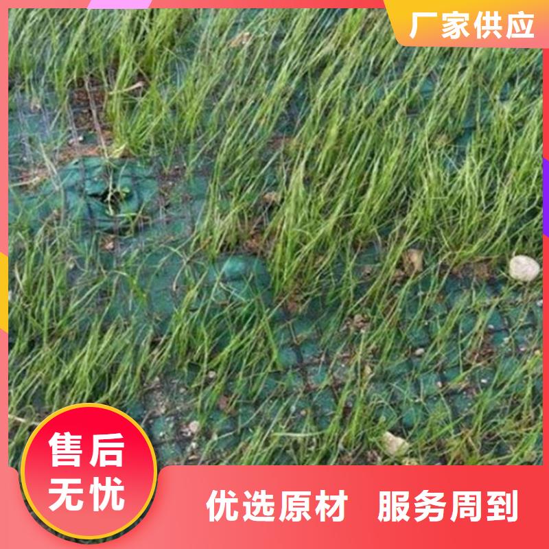 护坡植被植草毯-固土椰丝毯