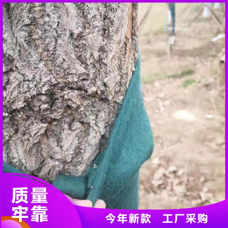 裹树布-塑料盲沟实体厂家