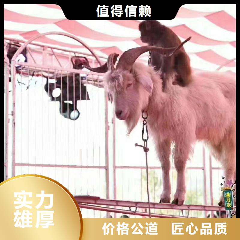 哪有租赁企鹅的活动庆典