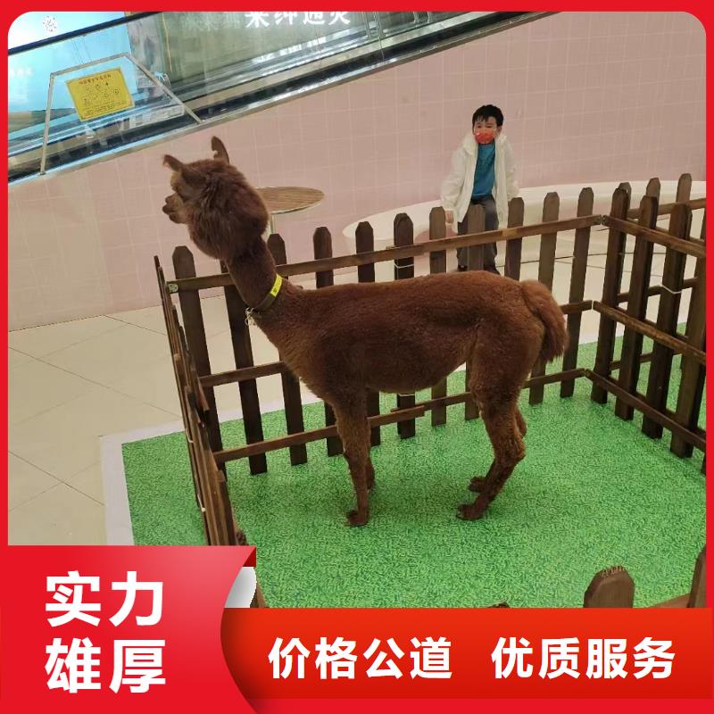 環球飛車表演租賃創意方案