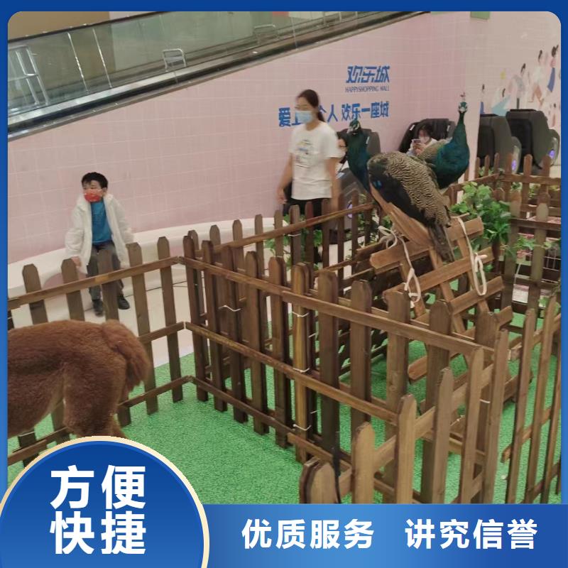 马戏团/羊驼出租企鹅质量保证