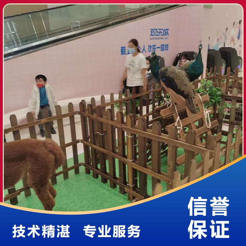 马戏团/羊驼 【美人鱼表演】一站搞定-兮洋动物展览(来宾市分公司)|覆盖地域合山|忻城|贺州|梧州|钦州|北海