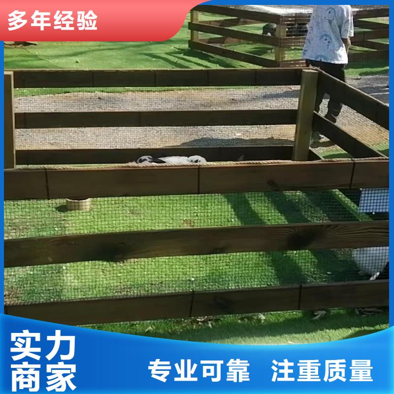 马戏团/羊驼【海狮表演】一站式服务