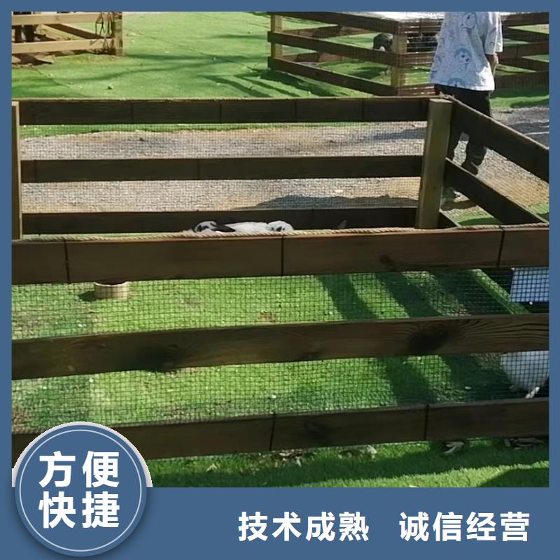 马戏团/羊驼企鹅出租专业