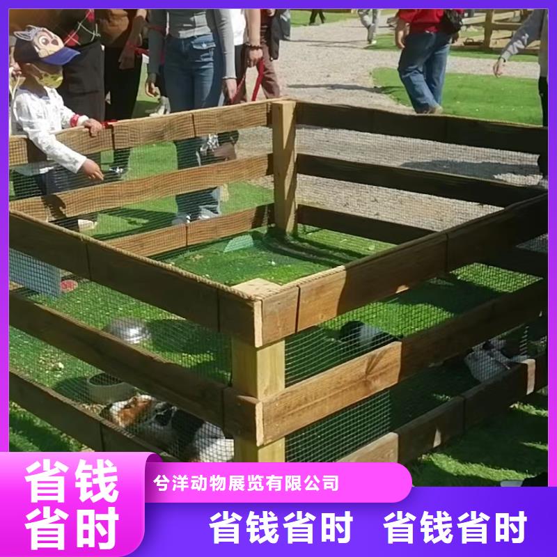 马戏团/羊驼,【海狮表演】口碑商家